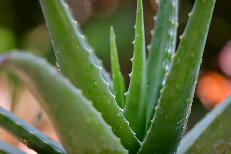 There are smoothie recipes with aloe vera that could help you get all of the health benefits from the plant with the added flavors of a smoothie. 