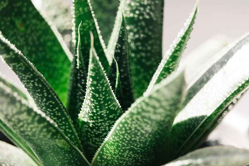 There are smoothie recipes with aloe vera that could help you get all of the health benefits from the plant with the added flavors of a smoothie. 