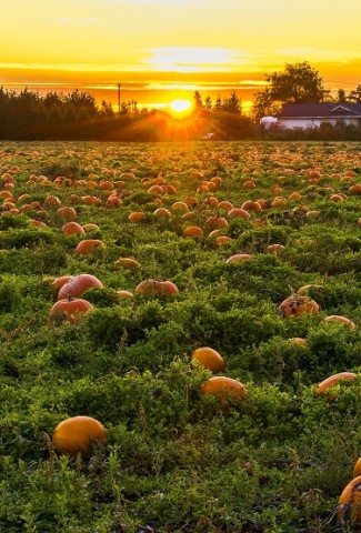There are many different pumpkin patches in Orange County that offer different activities for you and the entire family to enjoy.